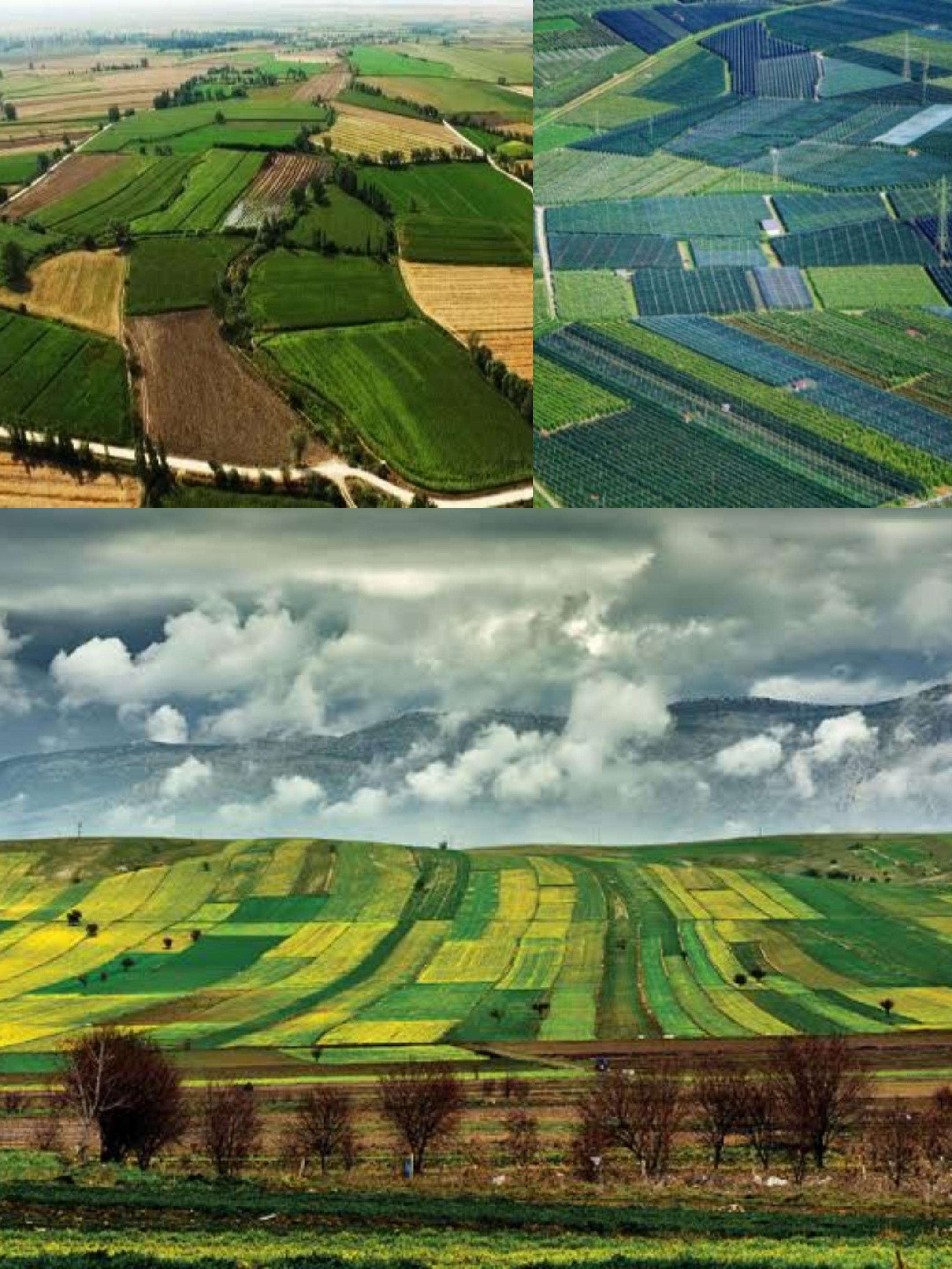 1,3 Milyon Dekarlık İşlenmeyen Arazi Tespit Edildi: Yeni Tarımsal Seferberlik Başladı” İşlenmeyen Arazilerin %55’inde Üretim Başladı