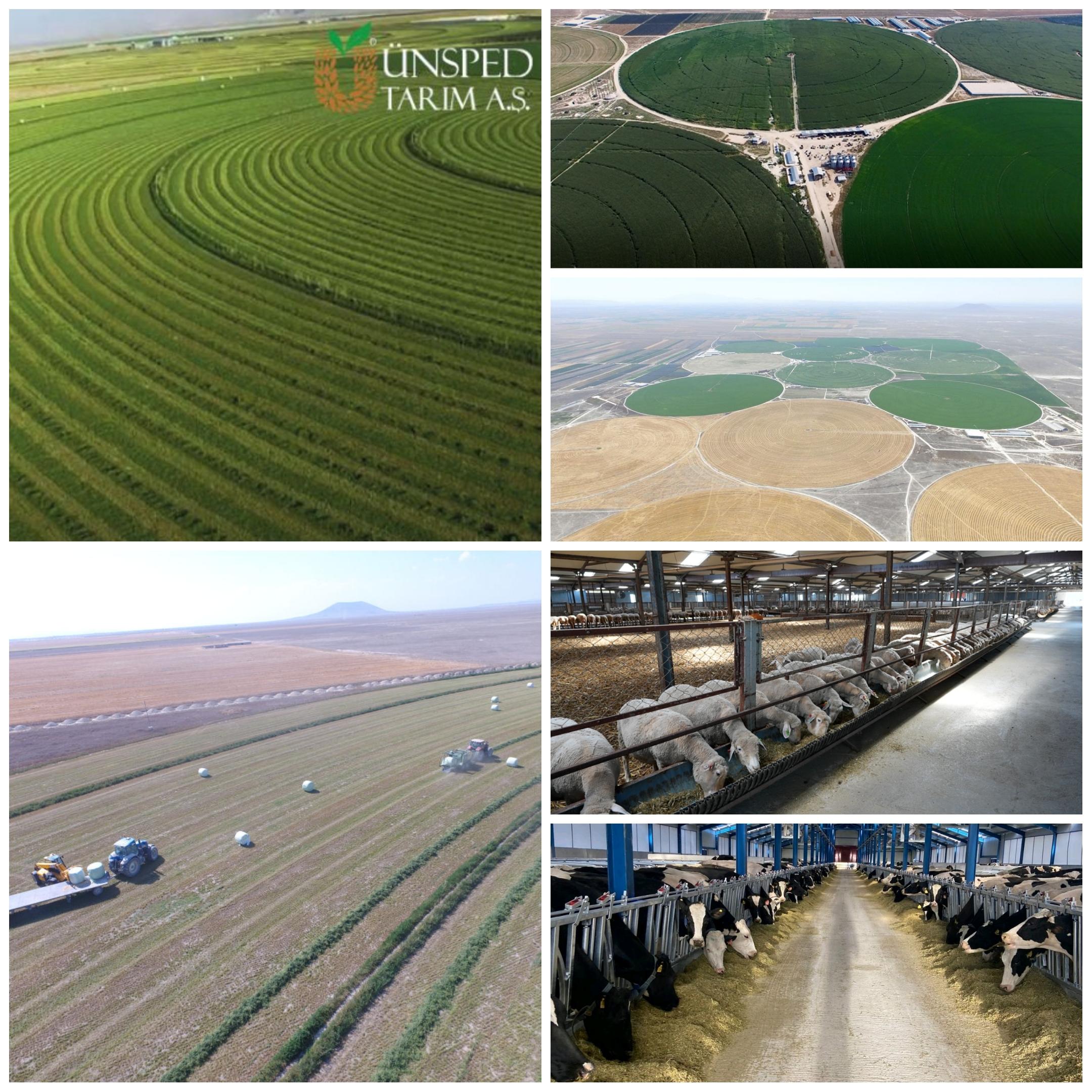 Çölleşmiş 20 Bin Dönüm Arazi Yeniden Hayat Buldu: ÜNSPED Tarım’dan Sürdürülebilir Tarım Hamlesi