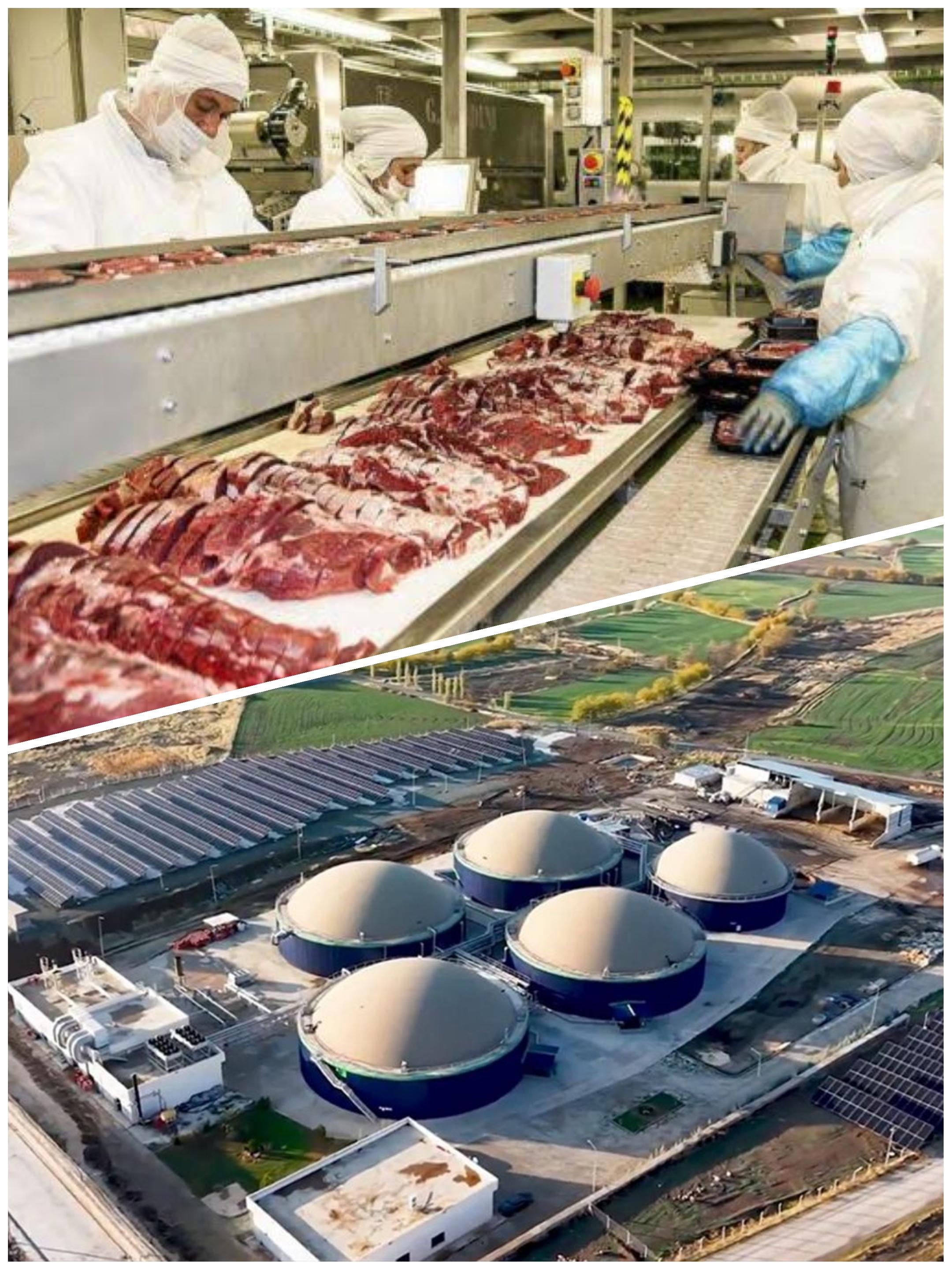 Elazığ’da “Ucuz Et” İçin Dev Adım: Yıllık 4.500 Ton Kapasiteli Besi Organize Tarım Bölgesi Kuruluyor