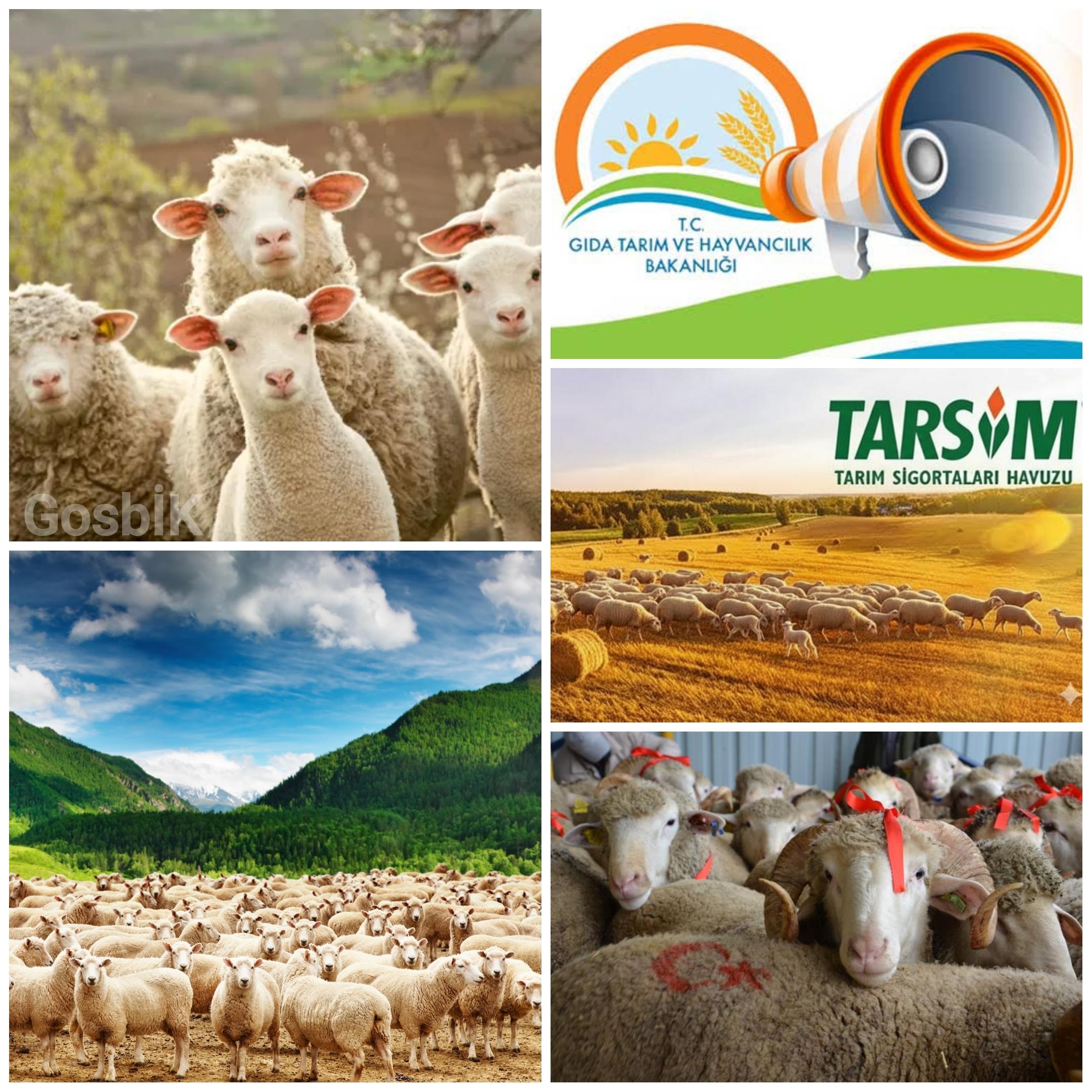 Kırsalda Bereket Küçükbaşa Destek Projesi Başlıyor: 150 Bin Baş Damızlık Dağıtılacak