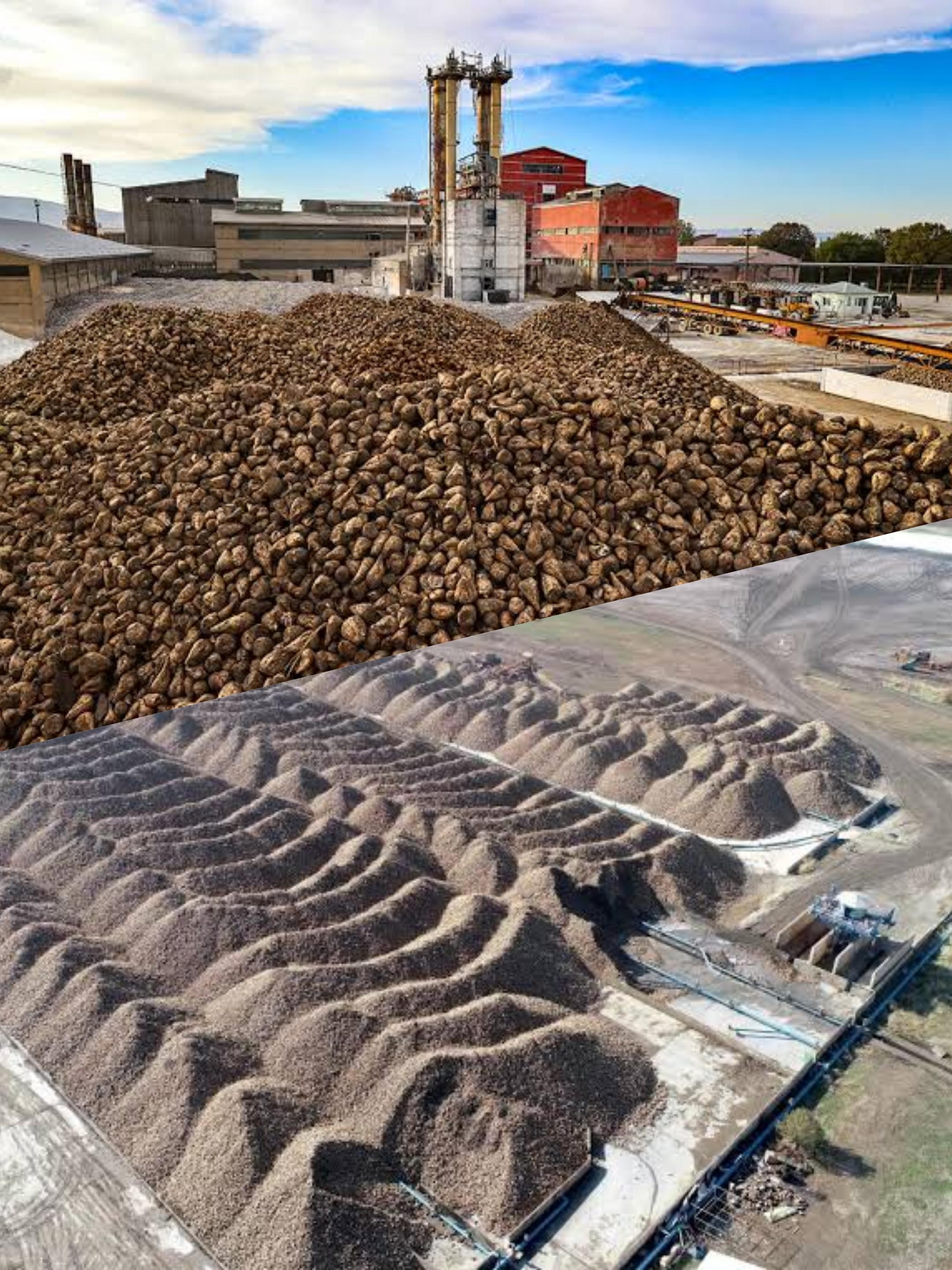 Muş ve Van’da Şeker Üretimi Rekora Hazırlanıyor: 76 Bin Ton Hedefleniyor! 🍬🏭