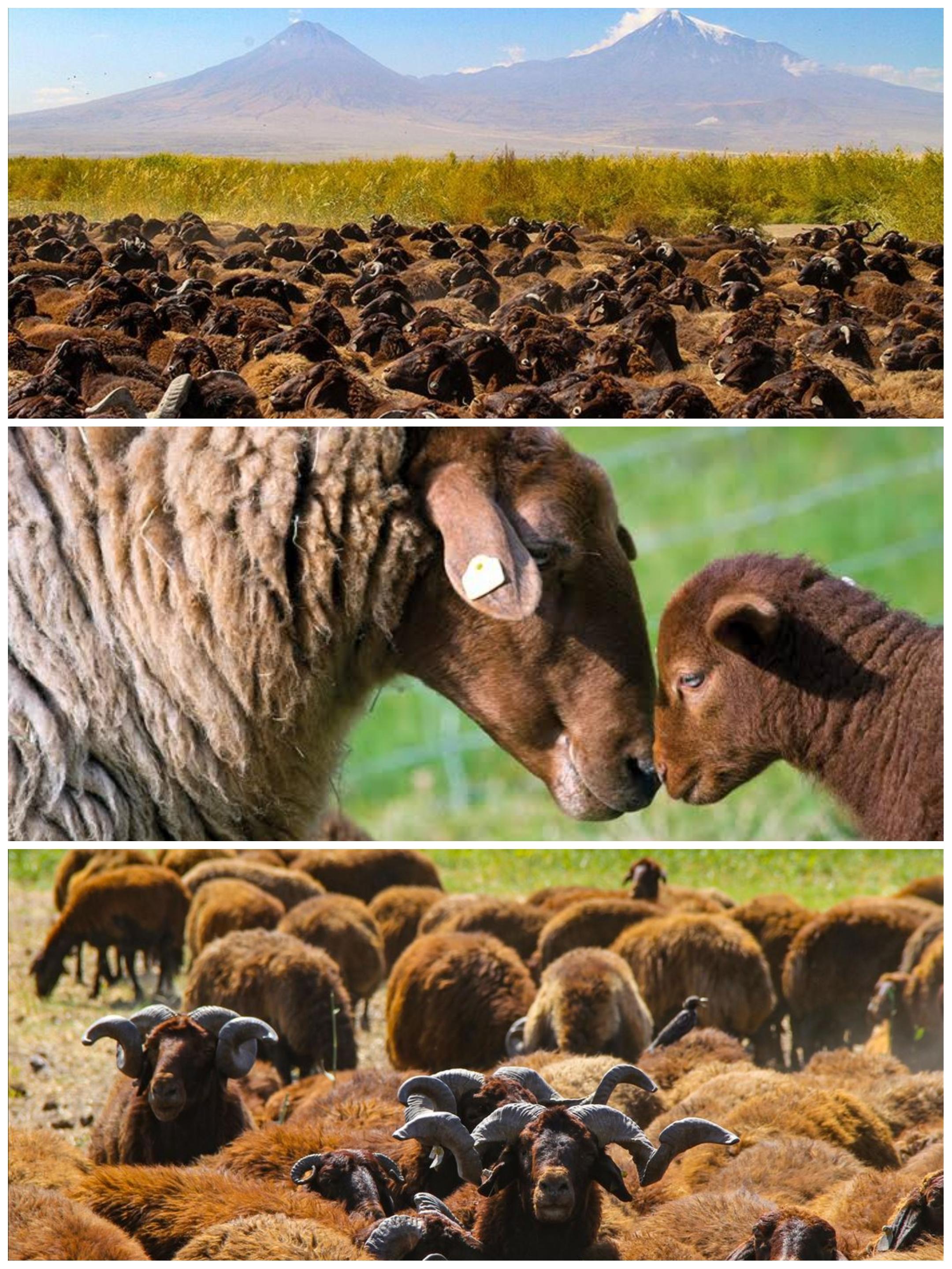 TİGEM, Ağrı Dağı’nın Eteklerinde Morkaraman Damızlık Koyun Yetiştiriciliğini Güçlendiriyor. Kuzulama Dönemi ile 15 Bin Sürüye Ulaşacak