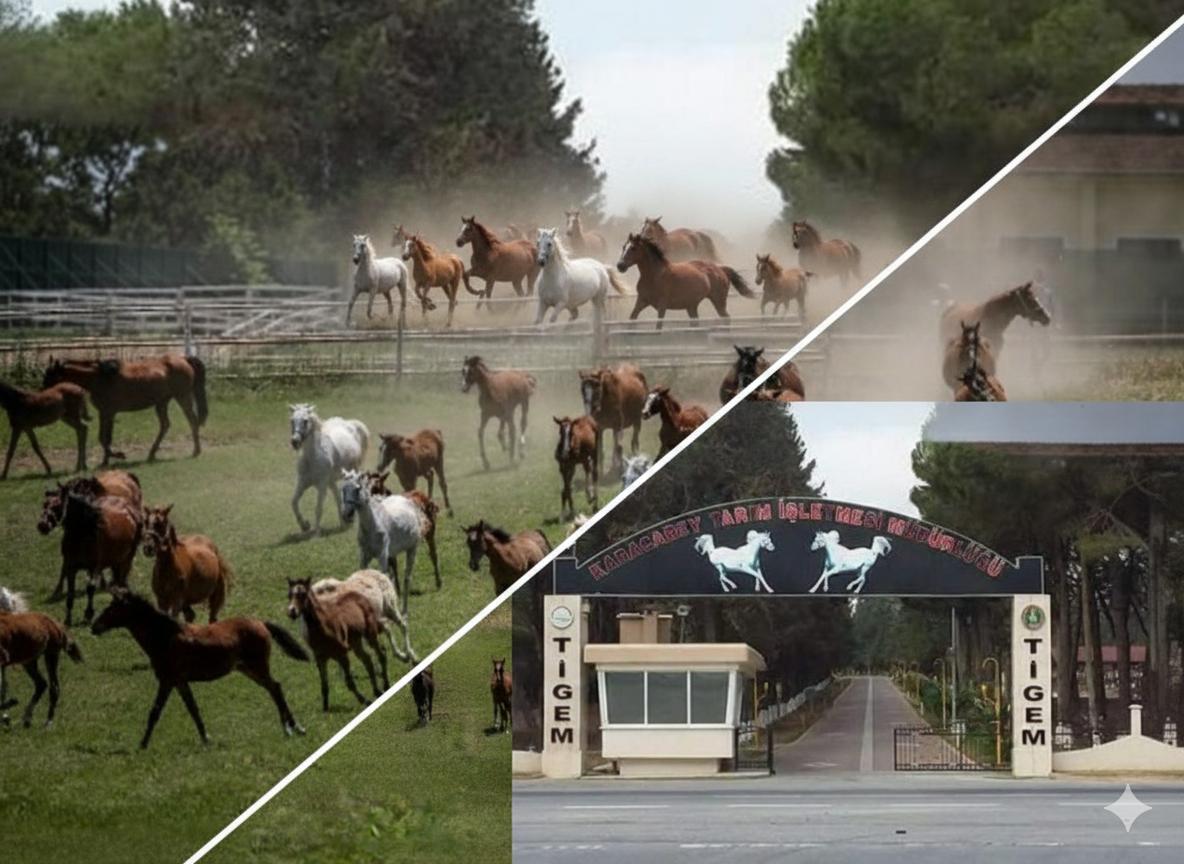 TİGEM ve Türkiye’nin Asırlık Atçılık Mirası