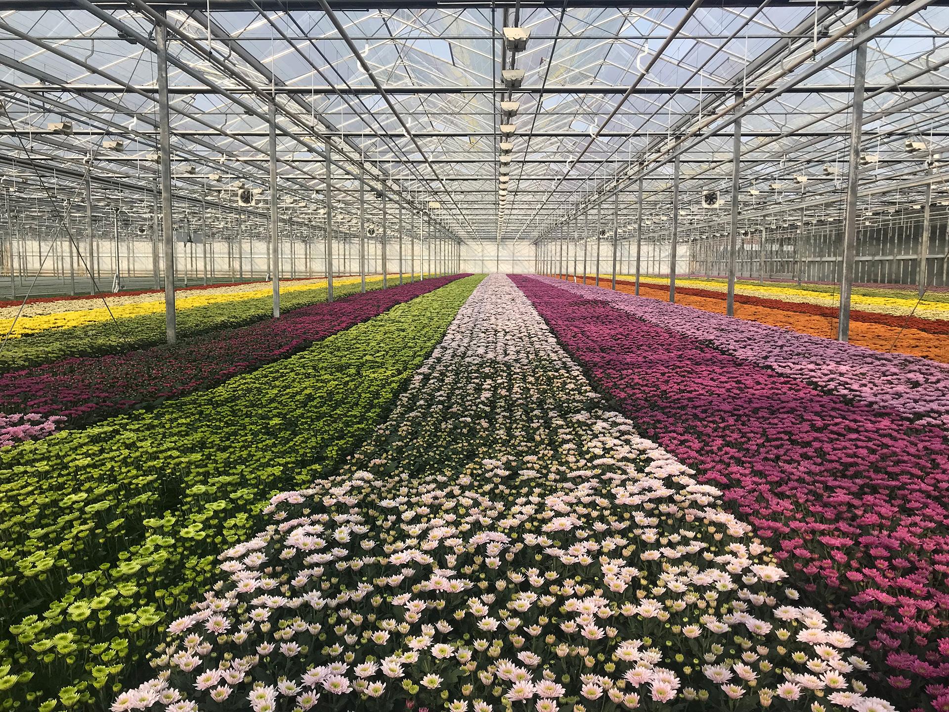 Türkiye Çiçek ihracatı Rekora Koşuyor; TDİOSB ve URGE programlarının Katkısı Büyük🌿🌼