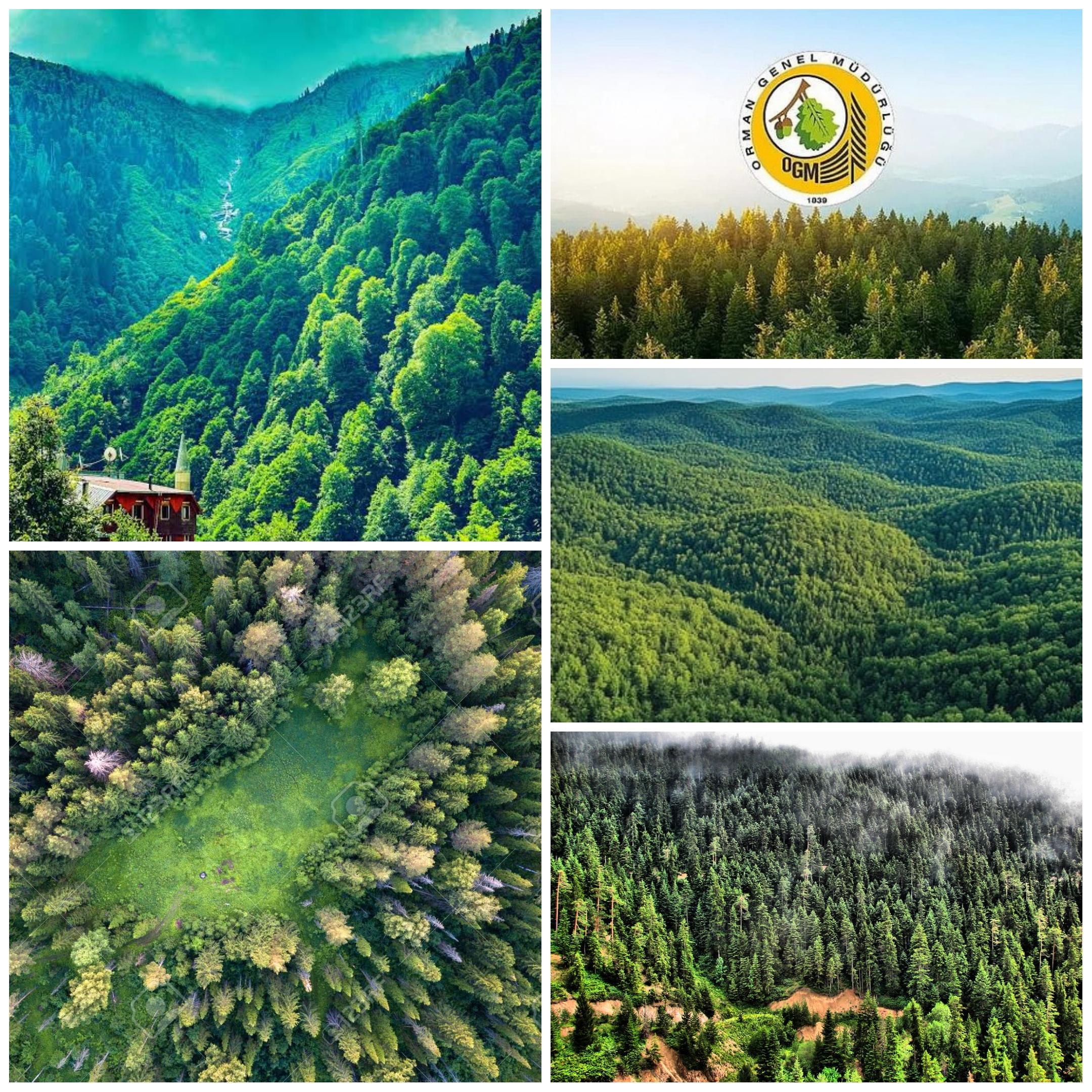 Türkiye’de Ormanların Bakımı ve Gençleştirilmesine 2,3 Milyar Lira Harcandı